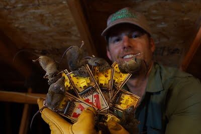rodent trapping